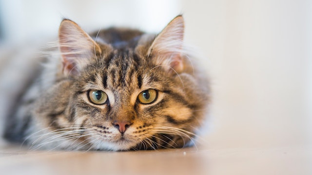 Tabby Cat Staring at Camera