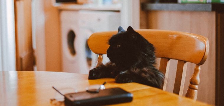 Cat at table