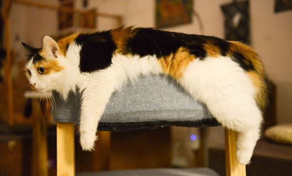 Calico cat stretched out with legs dangling off a chair